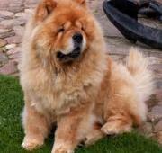 Chow Chow