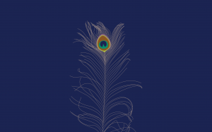 simple desktops wallpaper peacock feather