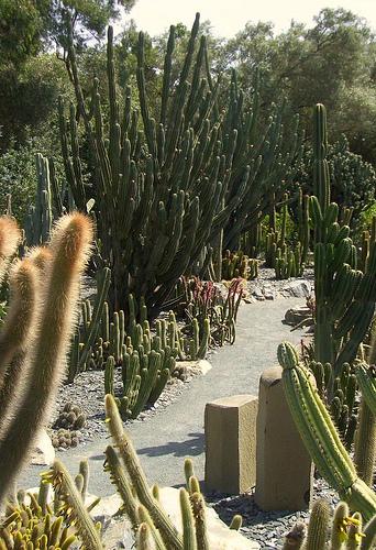 Cactus Garden 5