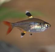 X-Ray Tetra