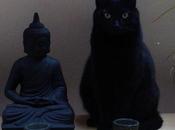Buddha Cats: Spirituality Animals