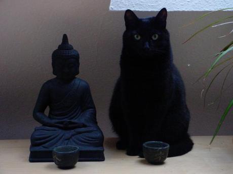 Buddha Cats: The Spirituality of Animals