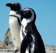 African Penguin