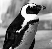 African Penguin