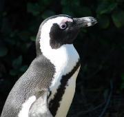 African Penguin