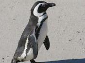 Featured Animal: African Penguin