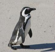 African Penguin