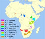 Giraffe Distribution