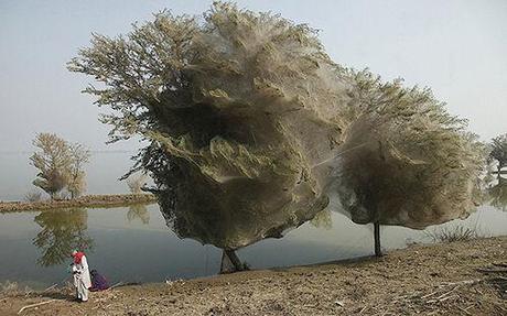 Pakistan Spiders Flee Floods In Trees