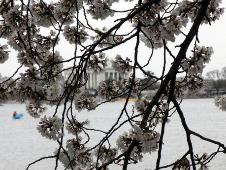 Jefferson Memorial thru the blossoms02