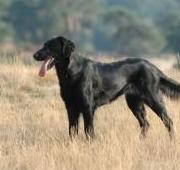 Flat Coat Retriever