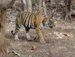 Ranthambore Tiger