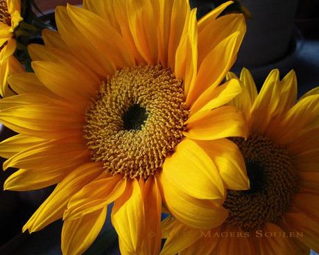  A deep warm yellow and orange sunflower glows in the early morning light.
