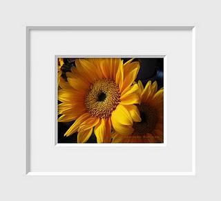 A deep warm yellow and orange sunflower glows in the early morning light.