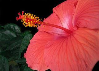 Framed Red Flower Photo - Tropical Beauty