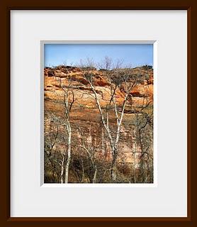 A winter stand of cottonwood trees with their white bark showing prominently provides a contrast against the sandstone cliff.
