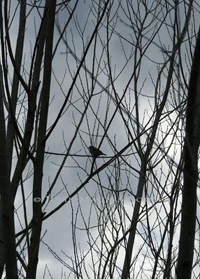 A photo of a small bird silhouette resting on tree branches against a gray storm clouded sky.