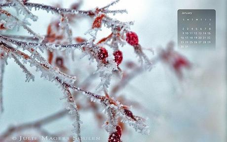01-11 Free Calendar Wallpaper of icy frozen red rose hips