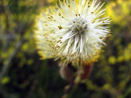 pussy willow close up