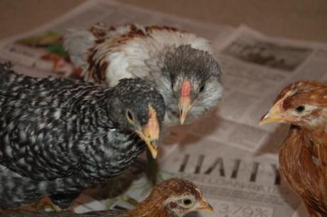 Pics of our 6 week old chicks!