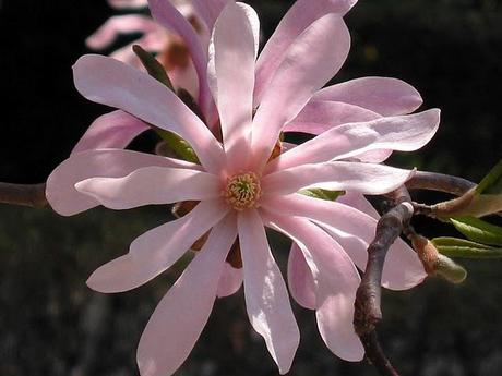 star magnolia revisited