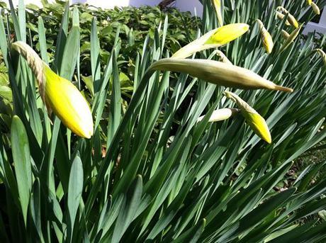 daffodils on long island