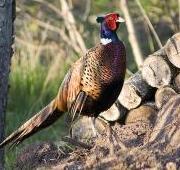 Pheasant