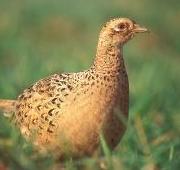 Pheasant