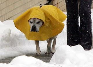 How to exercise your dog in the rain