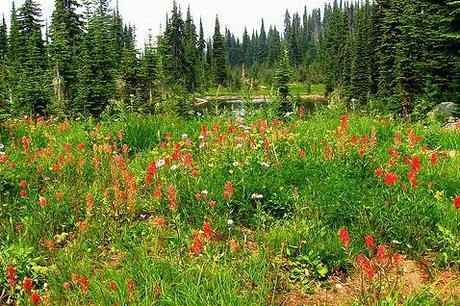 canadian adventure -alpine meadow