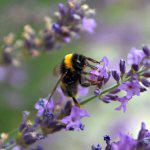 Bee On Lavendar