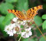 Comma Butterfly