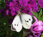 Large White Butterfly