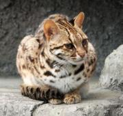 Leopard Cat