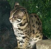 Leopard Cat