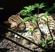 Leopard Cat