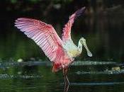 Roseate Spoonbill