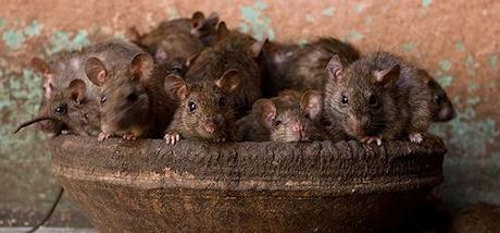 The Rat Temple Of Karni Mata