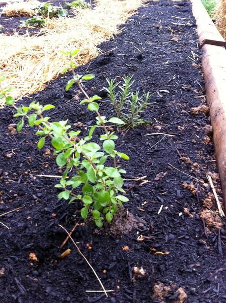 2011 Garden Beginnings