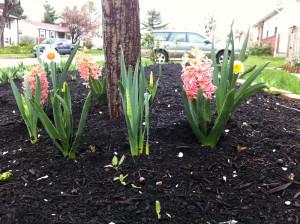 2011 Garden Beginnings