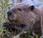 Featured Animal: Beaver