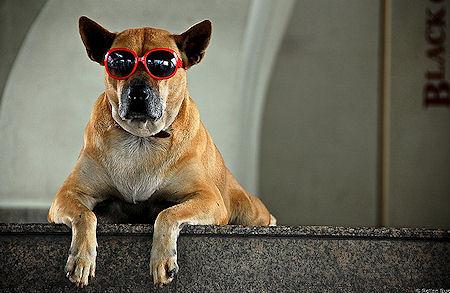 Dogs In Shades