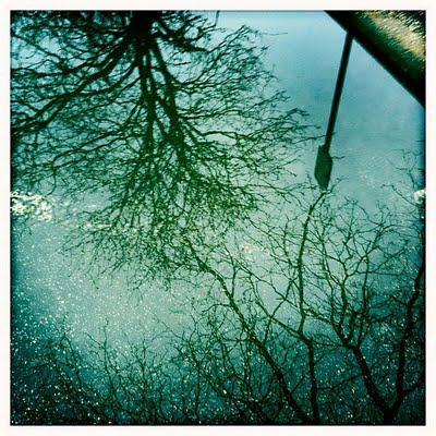 Long-Island-Springtime-Tree-Reflection