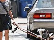 Anna Paquin Says Dogs Keep Grounded