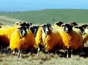 Orange Sheep