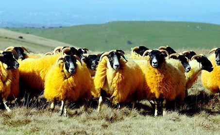 Orange Sheep