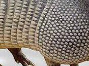 Everything Didn't Know About Armadillos