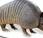Everything Didn't Know About Armadillos