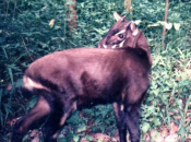 Saola