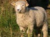 Featured Animal: Sheep